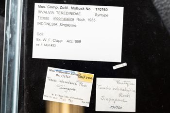Media type: image;   Malacology 170760 Description: Digital documentation photo of preserved specimen.;